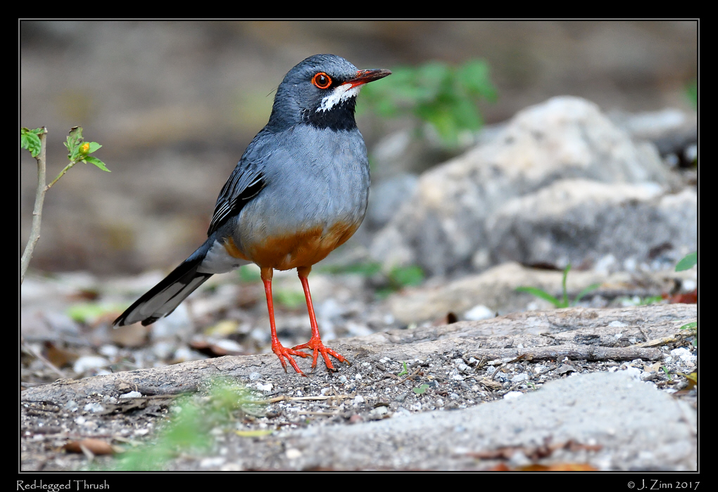red_legged_thrush_1639b