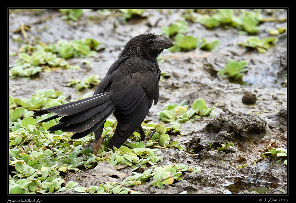smooth_billed_ani_1489a