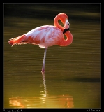  American Flamingo � Janet Zinn