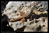  Auber's Ameiva (Ameiva auberi) � Janet Zinn