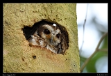  Bare-legged Owl � Janet Zinn