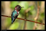  Bee Hummingbird � Janet Zinn