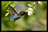  Bee Hummingbird � Janet Zinn