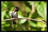  Bee Hummingbird � Janet Zinn