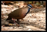  Blue-headed Quail-Dove � Janet Zinn