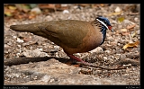  Blue-headed Quail-Dove � Janet Zinn