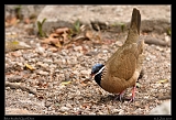  Blue-headed Quail-Dove � Janet Zinn