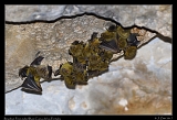 Brazilian Free-tailed Bats, Cueva de los Portales � Janet Zinn