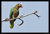  Cuban Amazon � Janet Zinn