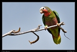  Cuban Amazon � Janet Zinn