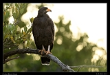  Cuban Black Hawk � Janet Zinn