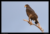  Cuban Black Hawk � Janet Zinn