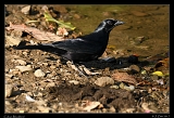  Cuban Blackbird � Janet Zinn