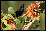  Cuban Blackbird � Janet Zinn