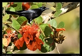  Cuban Blackbird � Janet Zinn