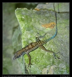  Cuban Cliff Anole (A. bartschi), Cueva de los Portales � Janet Zinn