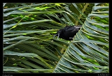  Cuban Crow � Janet Zinn