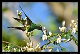  Cuban Emerald � Janet Zinn