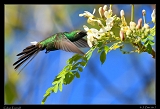  Cuban Emerald � Janet Zinn