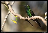  Cuban Emerald � Janet Zinn