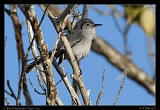  Cuban Gnatcatcher � Janet Zinn