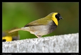  Cuban Grassquit  � Janet Zinn