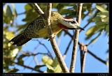  Cuban Green Woodpecker � Janet Zinn