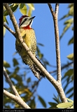  Cuban Green Woodpecker � Janet Zinn