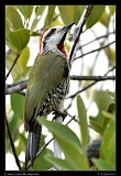  Cuban Green Woodpecker � Janet Zinn