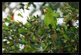  Cuban Parakeet � Janet Zinn