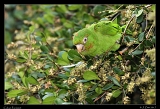  Cuban Parakeet � Janet Zinn
