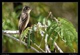  Cuban Pewee � Janet Zinn