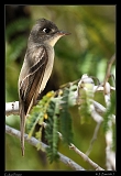  Cuban Pewee � Janet Zinn