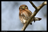  Cuban Pygmy Owl � Janet Zinn
