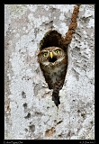  Cuban Pygmy Owl � Janet Zinn
