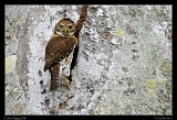  Cuban Pygmy Owl � Janet Zinn
