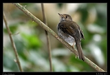  Cuban Solitaire � Janet Zinn