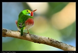  Cuban Tody � Janet Zinn