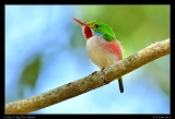  Cuban Tody � Janet Zinn