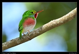  Cuban Tody � Janet Zinn