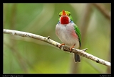 Cuban Tody � Janet Zinn