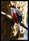  Cuban Trogon � Janet Zinn