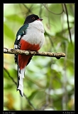  Cuban Trogon � Janet Zinn