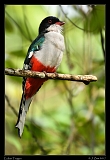  Cuban Trogon � Janet Zinn