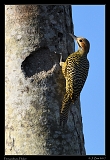  Fernandina's Flicker � Janet Zinn