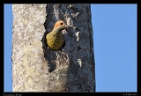  Fernandina's Flicker � Janet Zinn