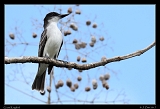  Giant Kingbird � Janet Zinn