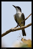  Giant Kingbird � Janet Zinn
