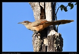  Great Lizard-Cuckoo � Janet Zinn