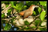  Great Lizard-Cuckoo � Janet Zinn